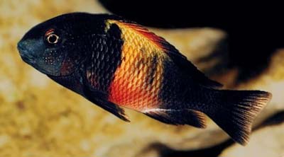 Tropheus sp. black
